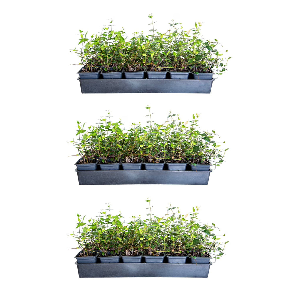 Expert Gardener Asiatic Jasmine - 54 Pack (3.25 In. Pots) Evergreen Groundcover Vine - Full Sun Live Outdoor Plant